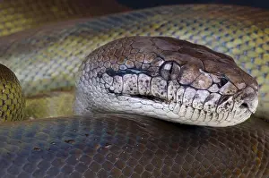 Papua Python Print