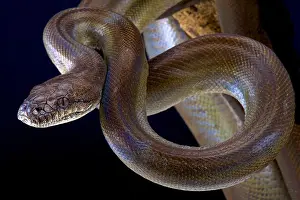 Papuan Python Print - 5m Giant Snake of Papua New Guinea