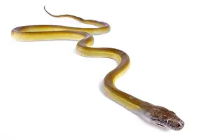 Papuan Python Print