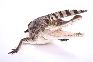 Framed Print : Philippine Crocodile Print