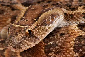 Deadly Puffadder Snake Print, Africas Hidden Threat