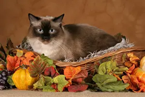 Ragdoll Cat Print