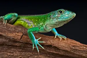 Central American Rainbow Lizard Print