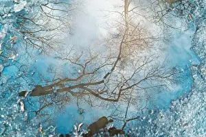 Reflection of a tree in a puddle Print for backgrounds