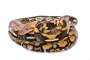 Reticulated python Print, a photograph of the longest snake species