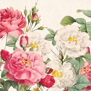 Rose Flowers Square Print