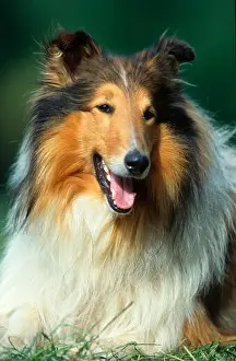 Rough Collie Print