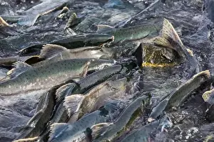 Salmon Spawning Print of Migrating Fish