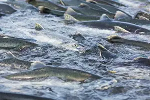Salmon Spawning Print