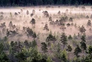 Finland Collection: Scenic foggy landscape with mood forest at summer morning at Torronsuo national park, Finland