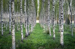 Images Dated 23rd May 2017: Scenic landscape with many birch trees at summer evening in Finland