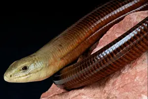 Scheltopusik Large Legless Lizard Print