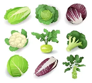 Cabbage Print Collection