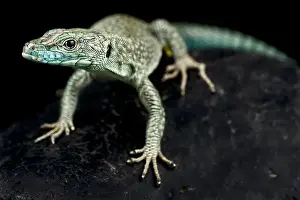 Sharp-snouted rock lizard Print