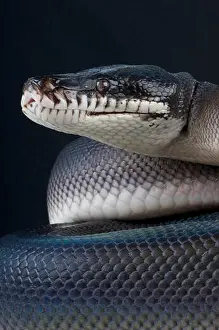 Southern White-Lipped Python Print - Leiopython hoserae