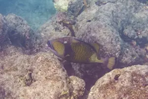 Titan Triggerfish Print