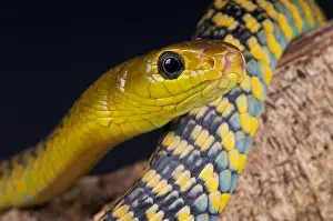 Central African Tree Snake Print