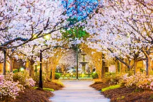 Spring Trees Print of Macon, Georgia Landscape