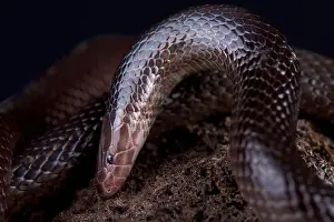 Variable burrowing asp print