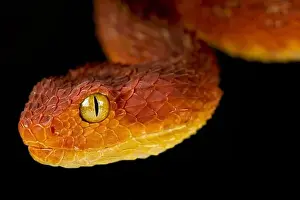 Variable Bush Viper Print