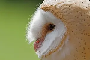 Barn Owl Side View Print