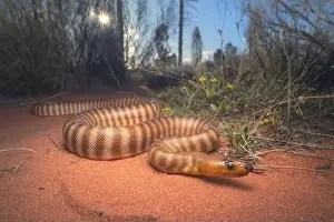 Wild woma python print on sandy substrate