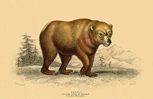 Animal Kingdom Collection: Yellow Bear of Norway, Ursus