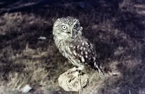 Owl