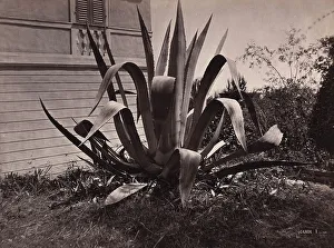 Agave Plant Prints: Agave