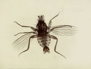 Fly
