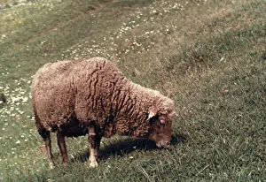 Countryside Landscape Photography Prints: Sheep