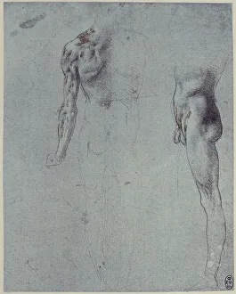 Royal Library Of Windsor Collection Prints: Anatomical study