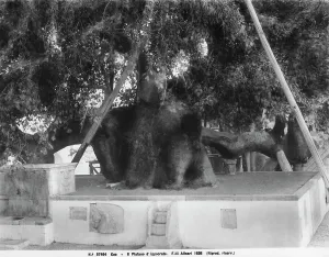 Greece Historical Landmarks Prints: The ancient plane tree in Hippocrates Square