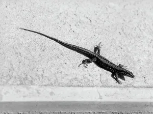 Vertebrate Animals Prints: Lizard under the sun