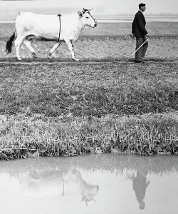 On the banks of a river, a man leads a bull. On the surface of the river, their image is reflected