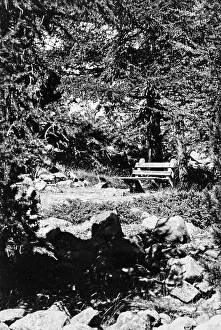 Botanical Garden Architecture Prints: Bench in a park