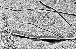 Snowy Tree Branches Prints: Branches in the snow