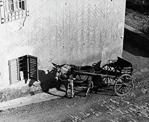 Carriage pulled by a mule