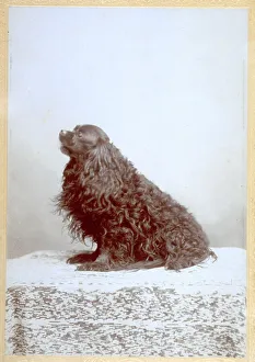 Terrestrial Mammals Prints: Cocker spaniel seen in profile