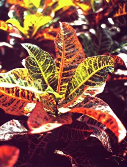 Botany Photography Prints: Codiaeum plant