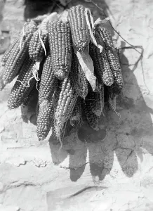 Agricultural Vegetation Prints: Corn cob, Tuscany
