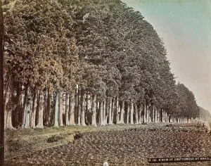 Crusher trees in Nikko