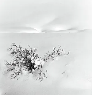 Snowy Tree Branches Prints: Dead branches in the snow