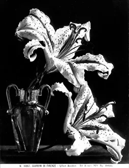 Vegetable Kingdom Elements Prints: Example of a lily called Lillium Auratum