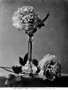 Example of a peony in a vase