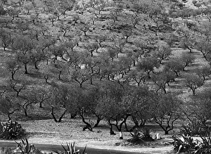 Olive Tree Landscape Prints: Extent of olive trees