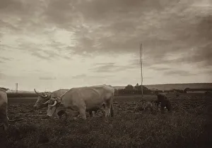 Farmer working with a plow pulled by cattle