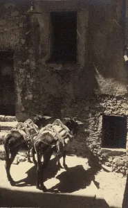 Building Elements Decoration Prints: Fiuggi, mules