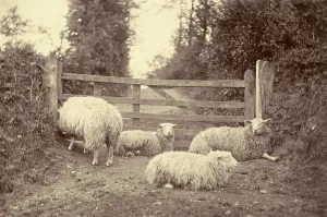 Farming Landscape Photography Prints: A flock of sheep on a path