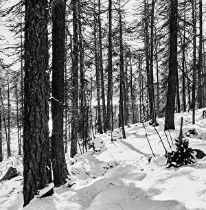 Winter Woodland Scene Prints: Forest in the Engadine